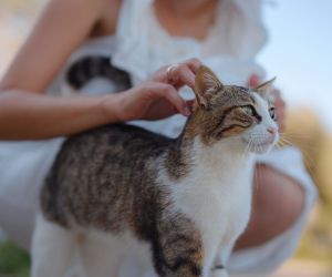 Ποια είναι η καλύτερη γάτα για σένα σύμφωνα με το ζώδιό σου;