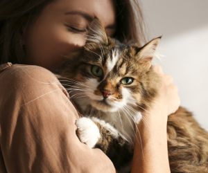 6 ενδιαφέροντα γεγονότα για τον εγκέφαλο της γάτας σας