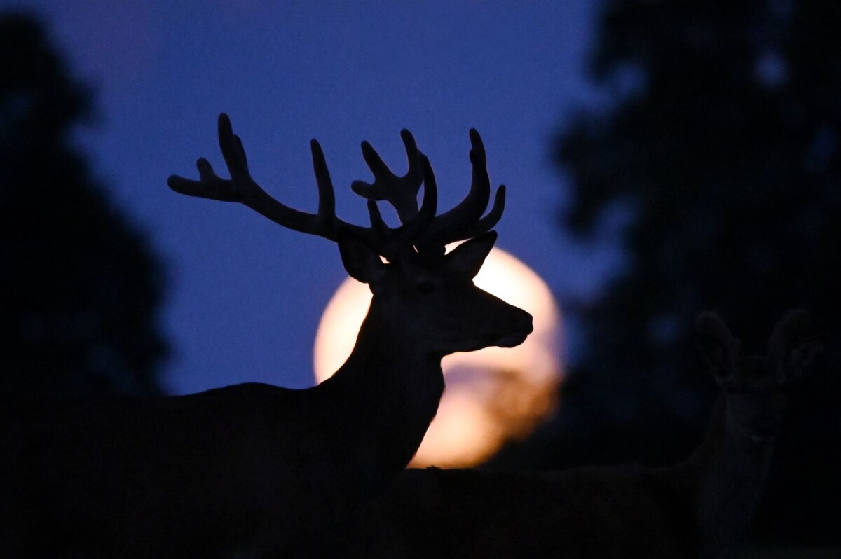 july-2023-super-buck-moon