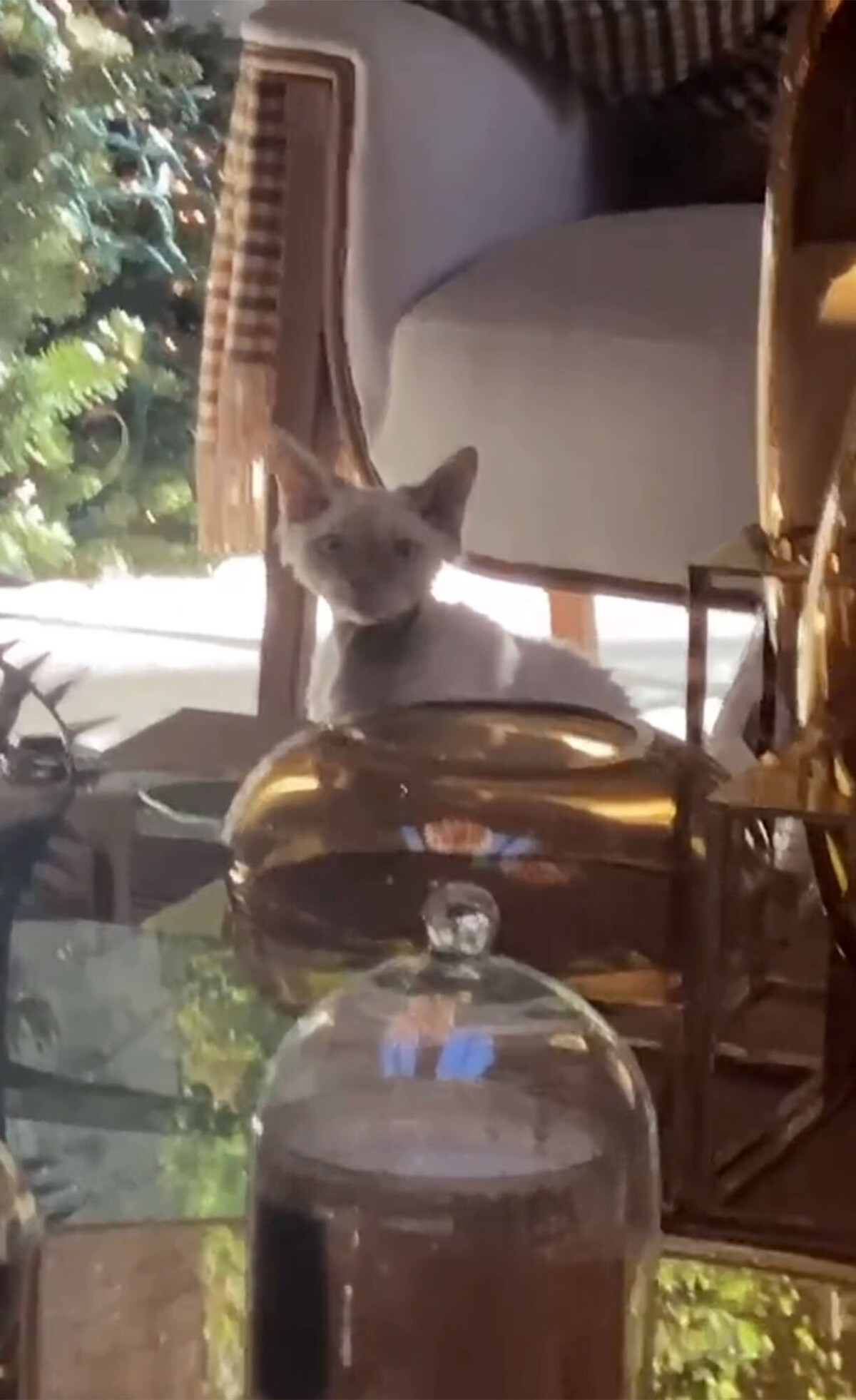 jlo-cat