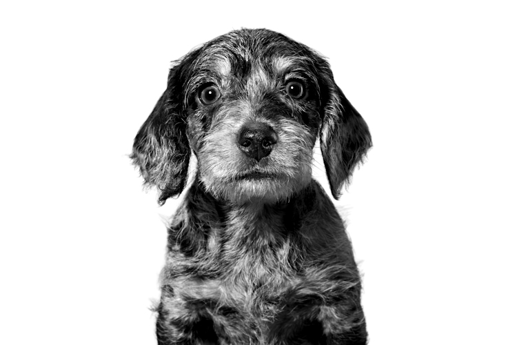 DACHSHUND PUPPY START OF LIFE EMBLEMATIC Med. Res. Basic