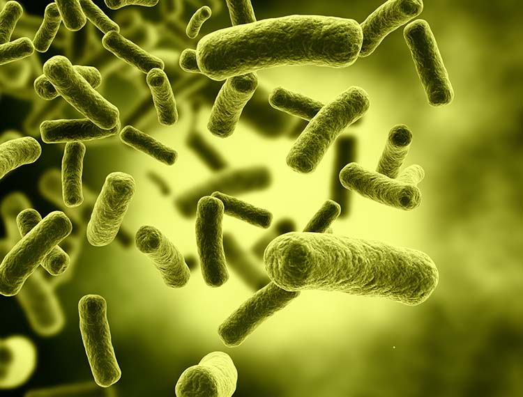 e.coli750.jpg
