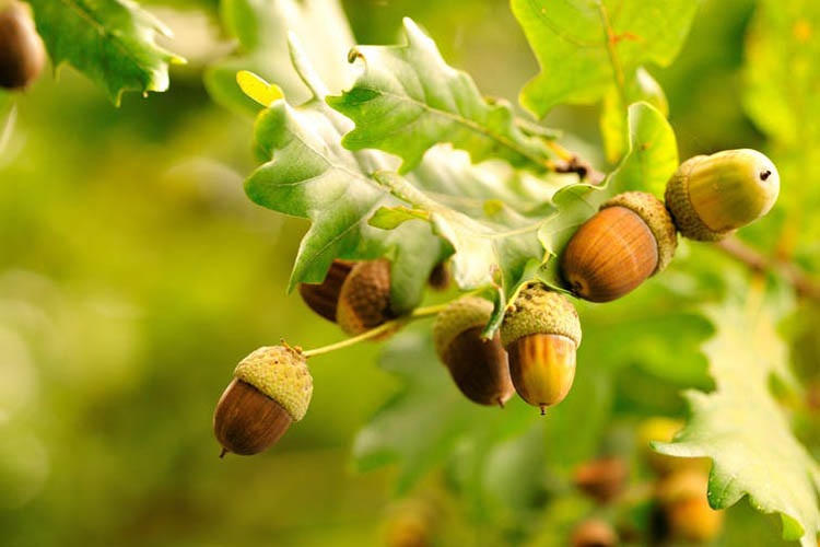 Βελανιδιά
