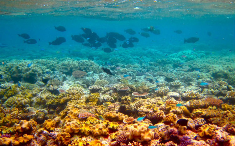 allyou_disneydestinations_nemo_big_1.jpg