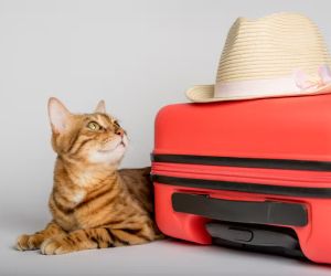 Summer guide: Καλοκαιρινές διακοπές με ή χωρίς τη γάτα σου