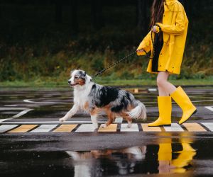 Βόλτα σκύλου στη βροχή: Το απόλυτο survival guide για να μην γίνει το σπίτι σας λασπολακκούβα (και πώς να την απολαύσετε!)